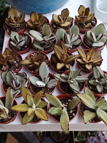 Kalanchoe Tomentosa Pata De Panda 1 Planta Surtida Aleatoria_0