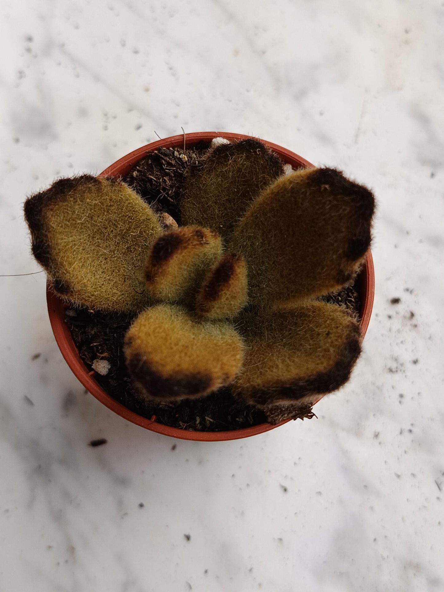 Kalanchoe Tomentosa Pata De Panda 1 Planta Surtida Aleatoria_2