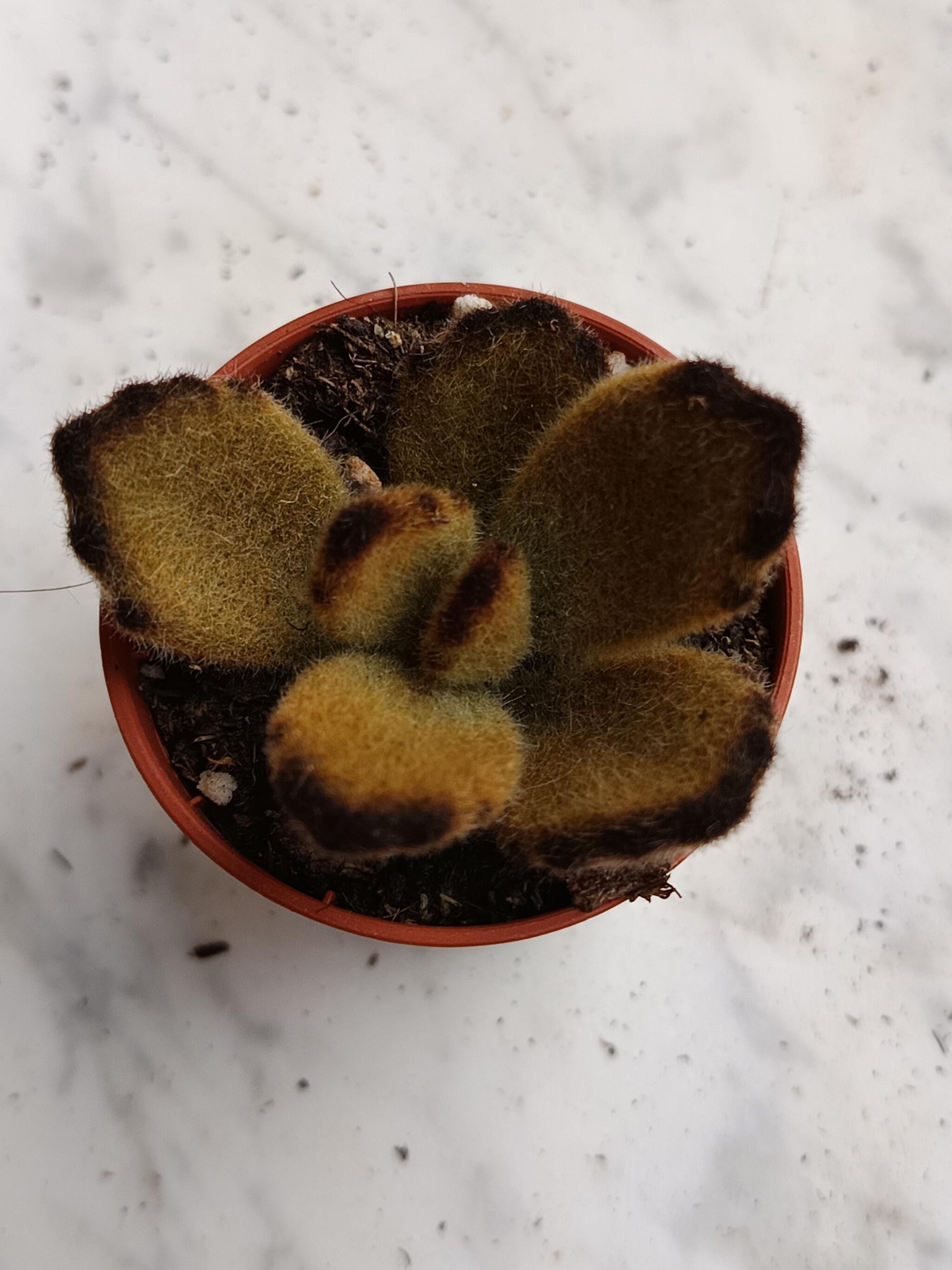 Kalanchoe Tomentosa Pata De Panda 1 Planta Surtida Aleatoria_2