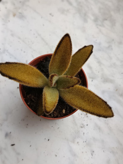 Kalanchoe Tomentosa Pata De Panda 1 Planta Surtida Aleatoria_3