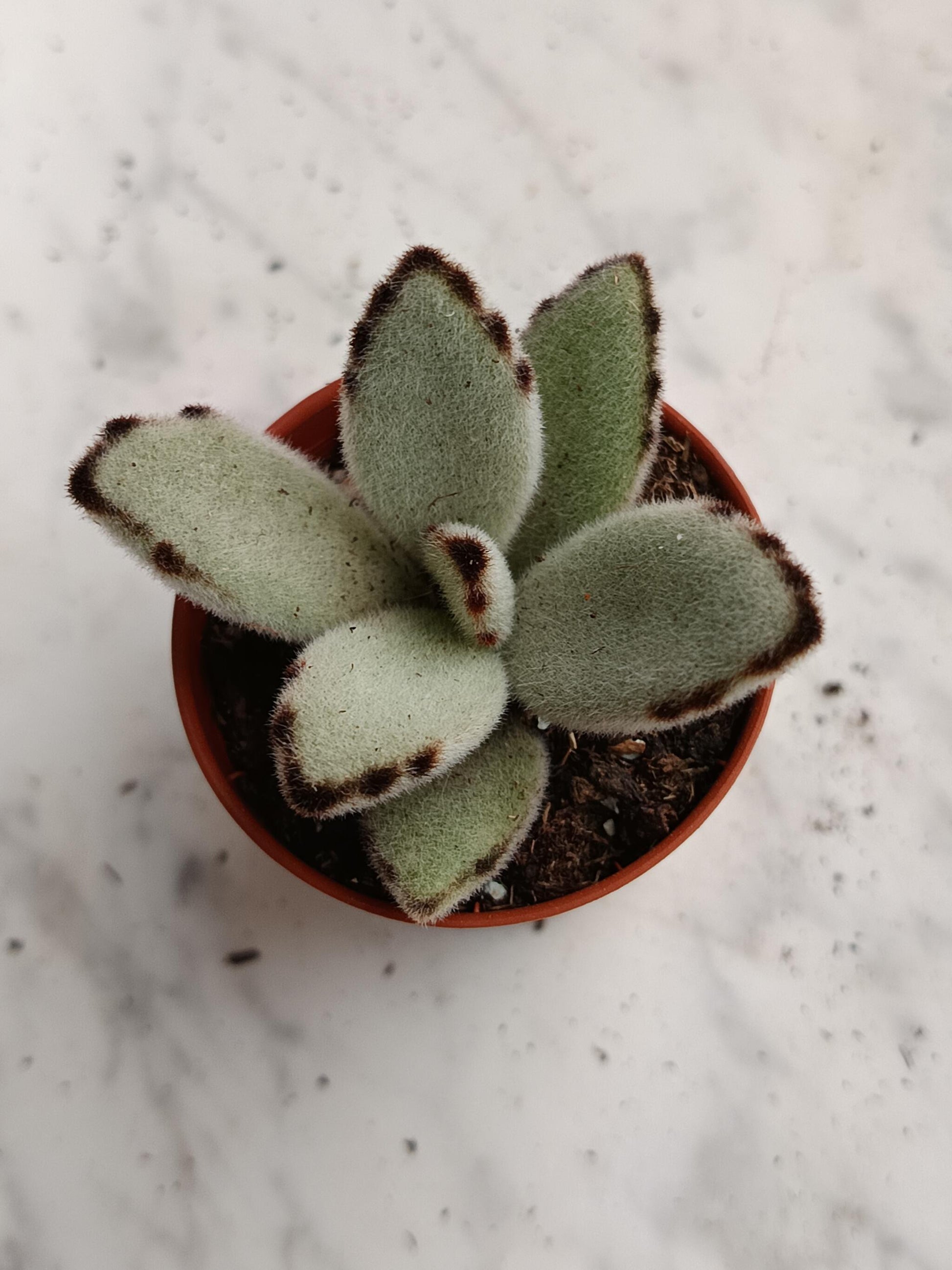 Kalanchoe Tomentosa Pata De Panda 1 Planta Surtida Aleatoria_4