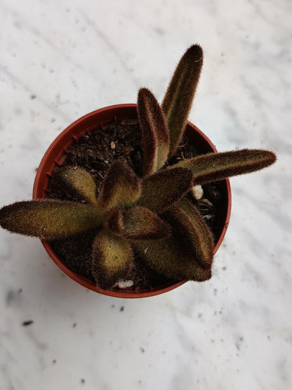 Kalanchoe Tomentosa Pata De Panda 1 Planta suculenta_1