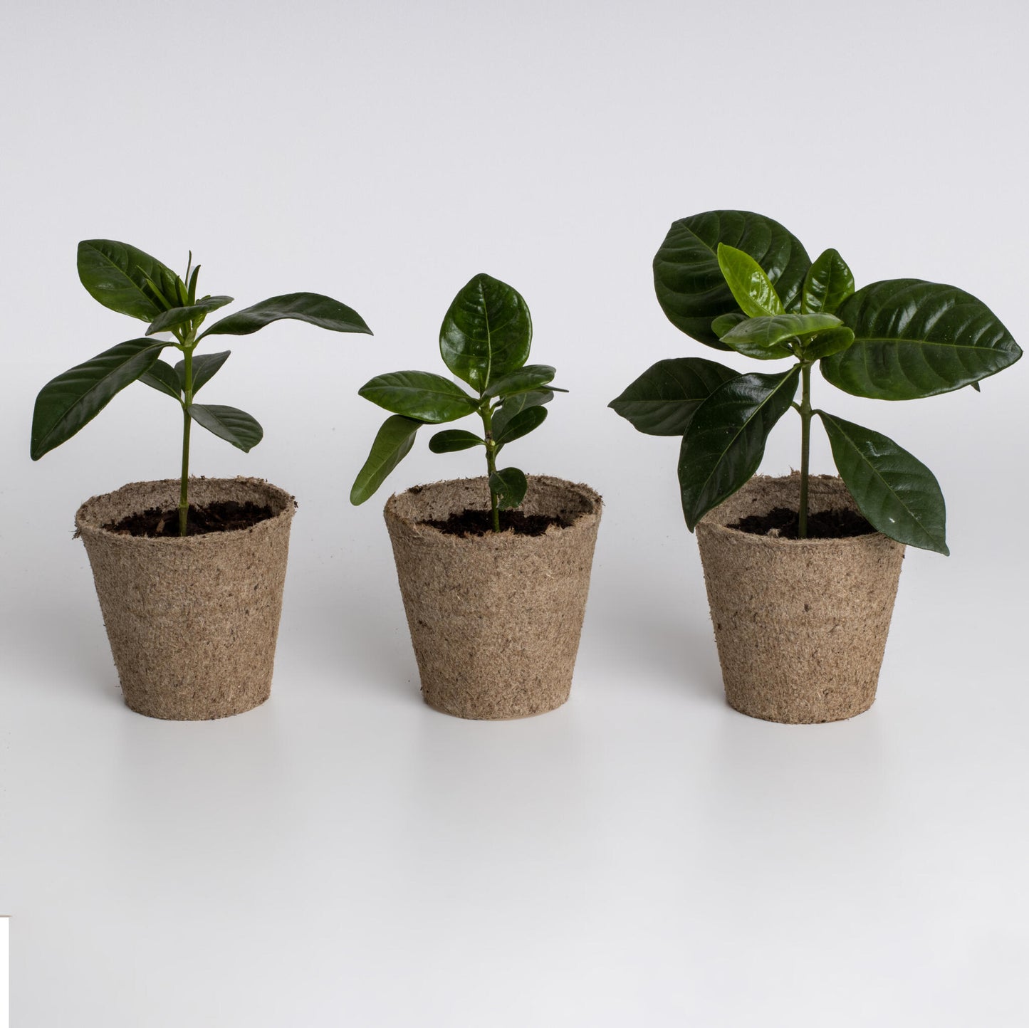 Kit Cultivo De Café | Cultiva Tu Propio Cafeto En Casa | Regalo Original Para Amantes Del Café_3