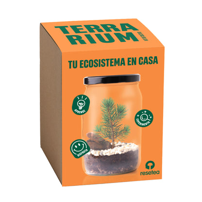 Kit Terrarium Pino – Crea Tu Ecosistema En Miniatura En Casa, Regalo Original - Resetea_0