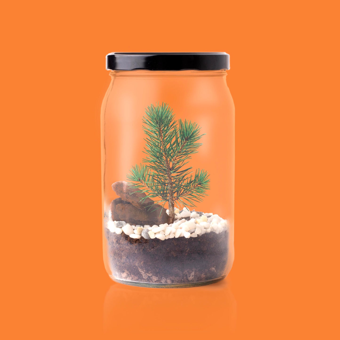 Kit Terrarium Pino – Crea Tu Ecosistema En Miniatura En Casa, Regalo Original - Resetea_2