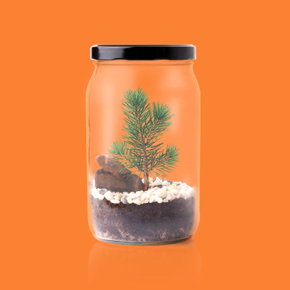 Kit Terrarium Pino – Crea Tu Ecosistema En Miniatura En Casa, Regalo Original - Resetea_2