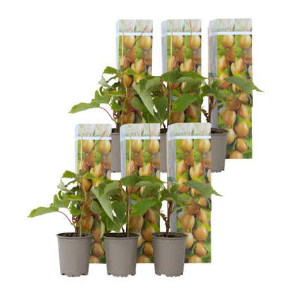 Kiwi Autofértil - 6 Pzs - Actinidia Deliciosa 'jenny' - Altura 20-40cm - ⌀9cm_0