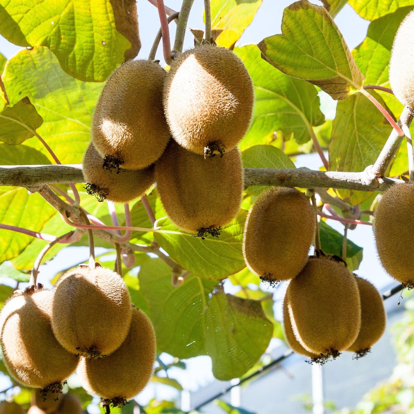 Kiwi Autofértil - 6 Pzs - Actinidia Deliciosa 'jenny' - Altura 20-40cm - ⌀9cm_3