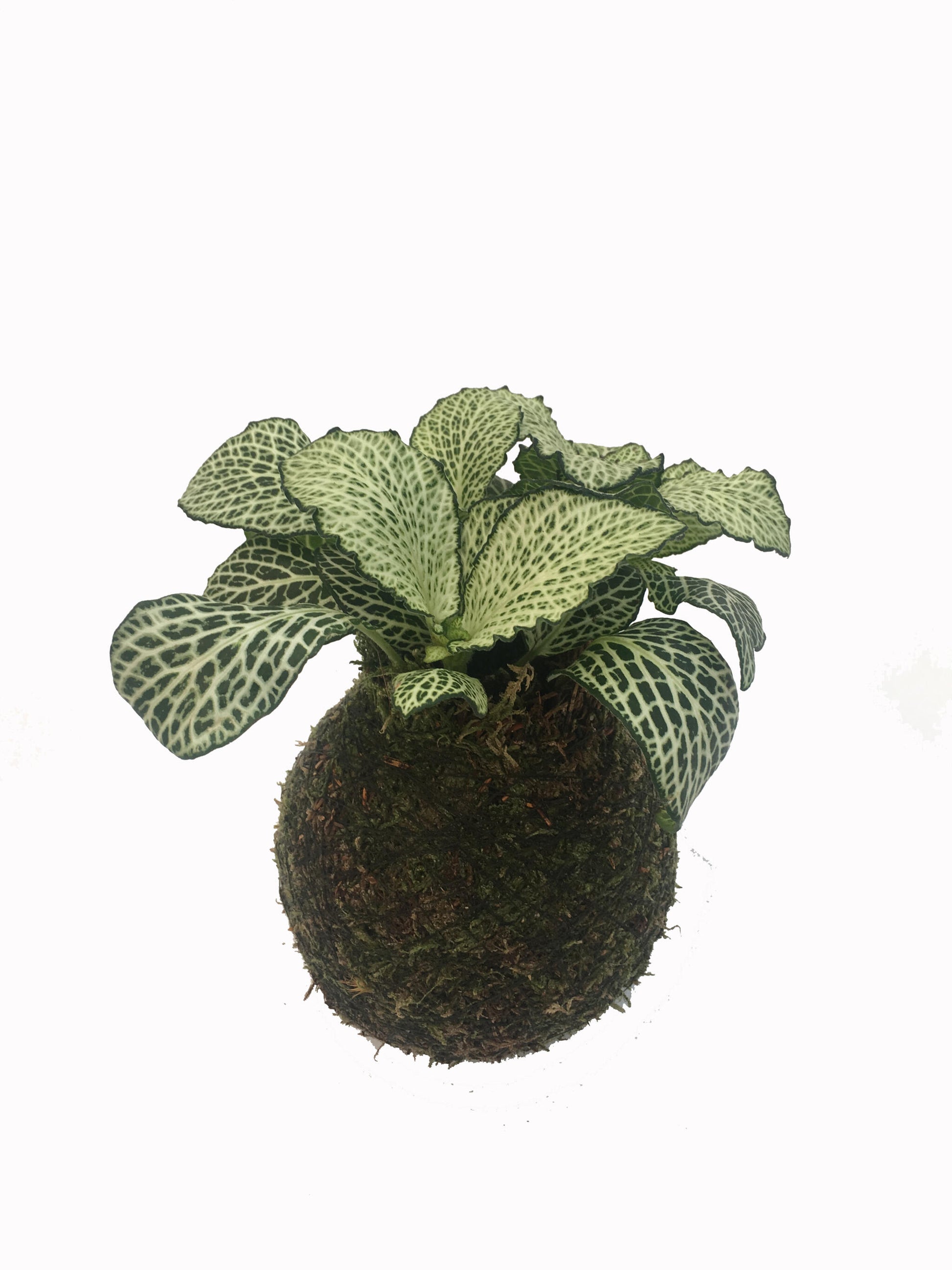 Kokedama Fittonia - Hecho A Mano - Altura Total Aprox. 15cm._1