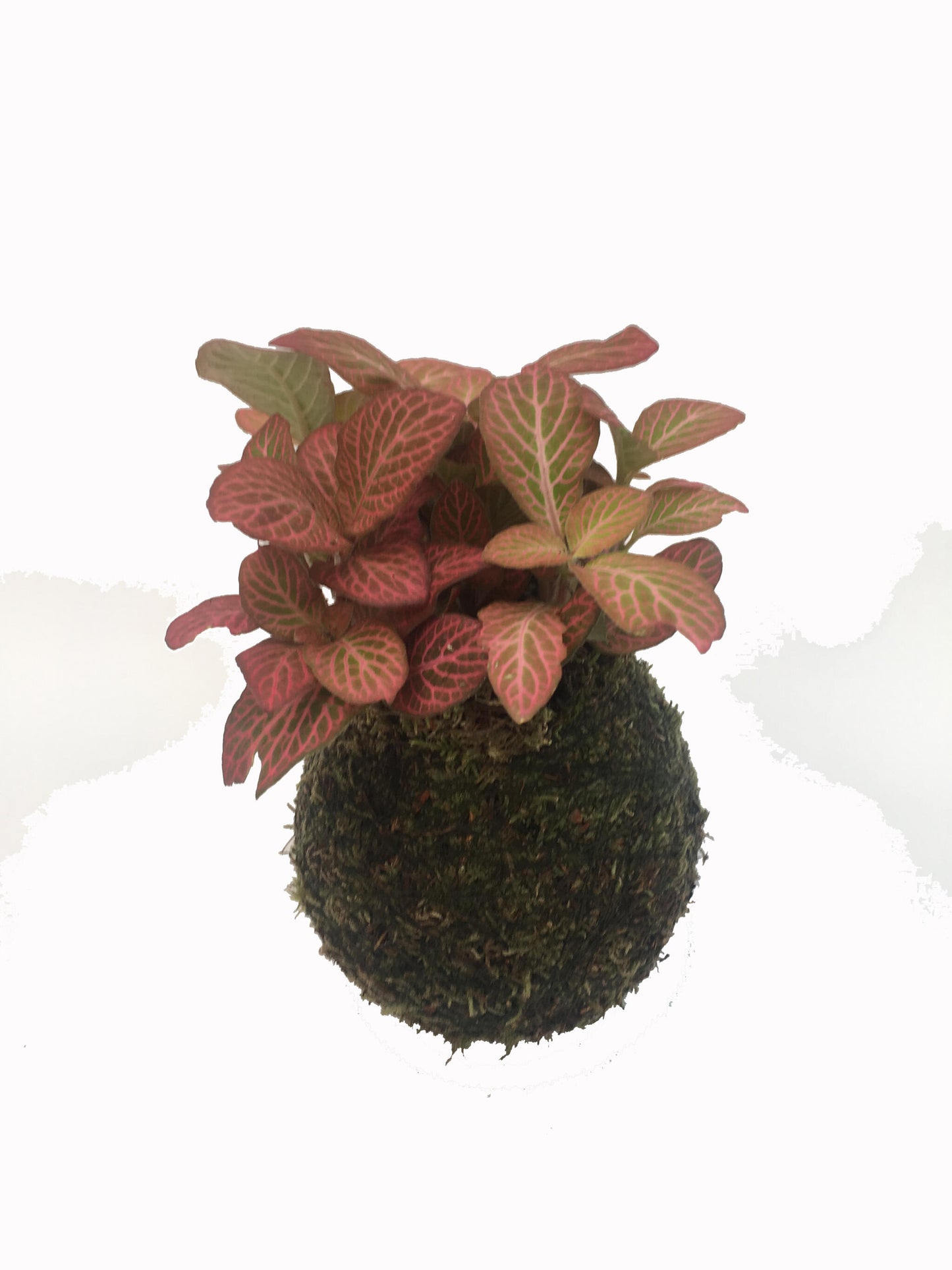 Kokedama Fittonia - Hecho A Mano - Altura Total Aprox. 15cm._2