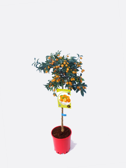 Kumquat En Maceta 25 Cm. 150-180 Cm. Alt. Natural - Fitoralia_0