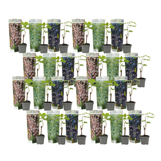 La Vid - 24 Pzs - Vitis Vinifera - Altura 25-40cm - ⌀9cm_0