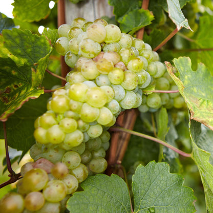La Vid - 3 Pzs - Vitis Vinifera - Altura 25-40cm - ⌀9cm_3