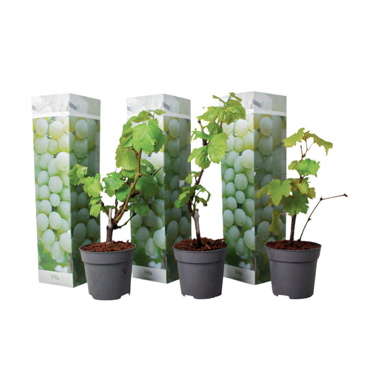 La Vid - 3 Pzs - Vitis Vinifera 'chardonnay' - Altura 25-40cm - ⌀9cm_0