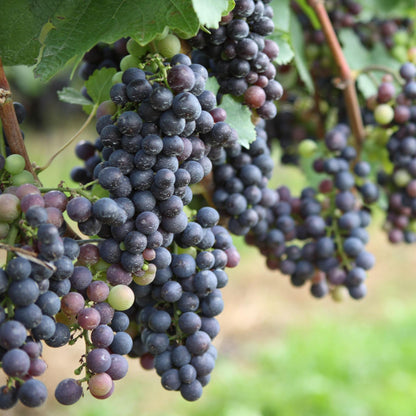 La Vid - 6 Pzs - Vitis Vinifera - Altura 25-40cm - ⌀9cm_3