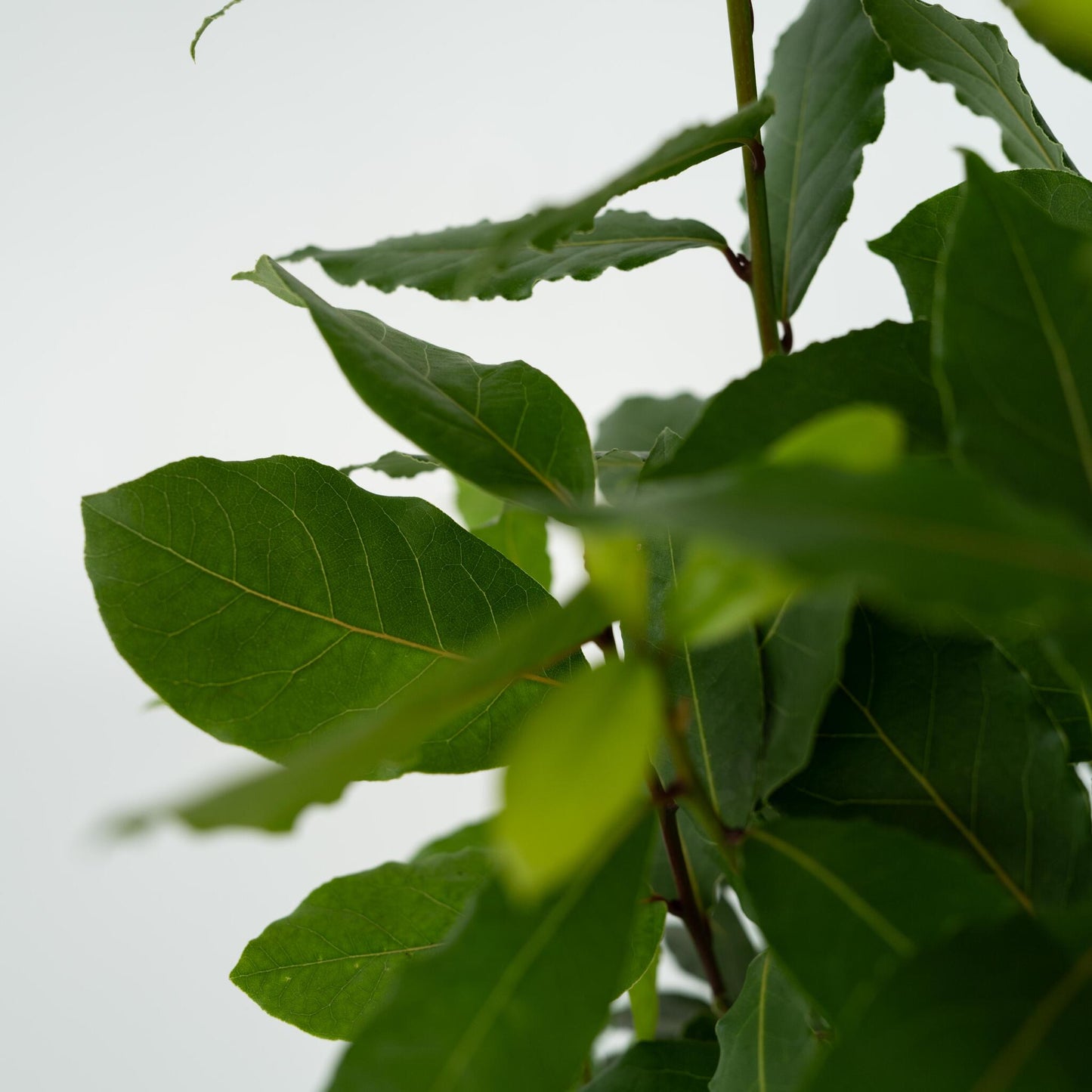 Laurel - Laurus Nobilis - Altura 30-40cm - ⌀14cm_3