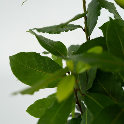 Laurel - Laurus Nobilis - Altura 30-40cm - ⌀14cm_3