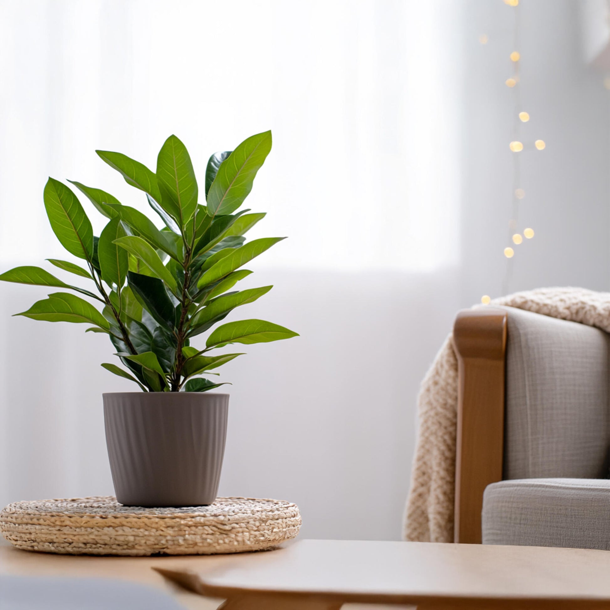 Laurel - Laurus Nobilis - Altura 30-40cm - ⌀14cm_4