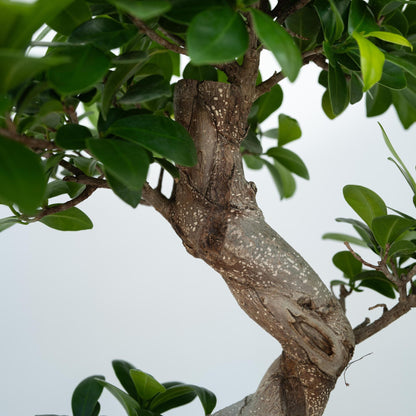 Laurel De Indias - 2 Pzs - Ficus Microcarpa 'ginseng' - Altura 55-65cm - ⌀20cm_3