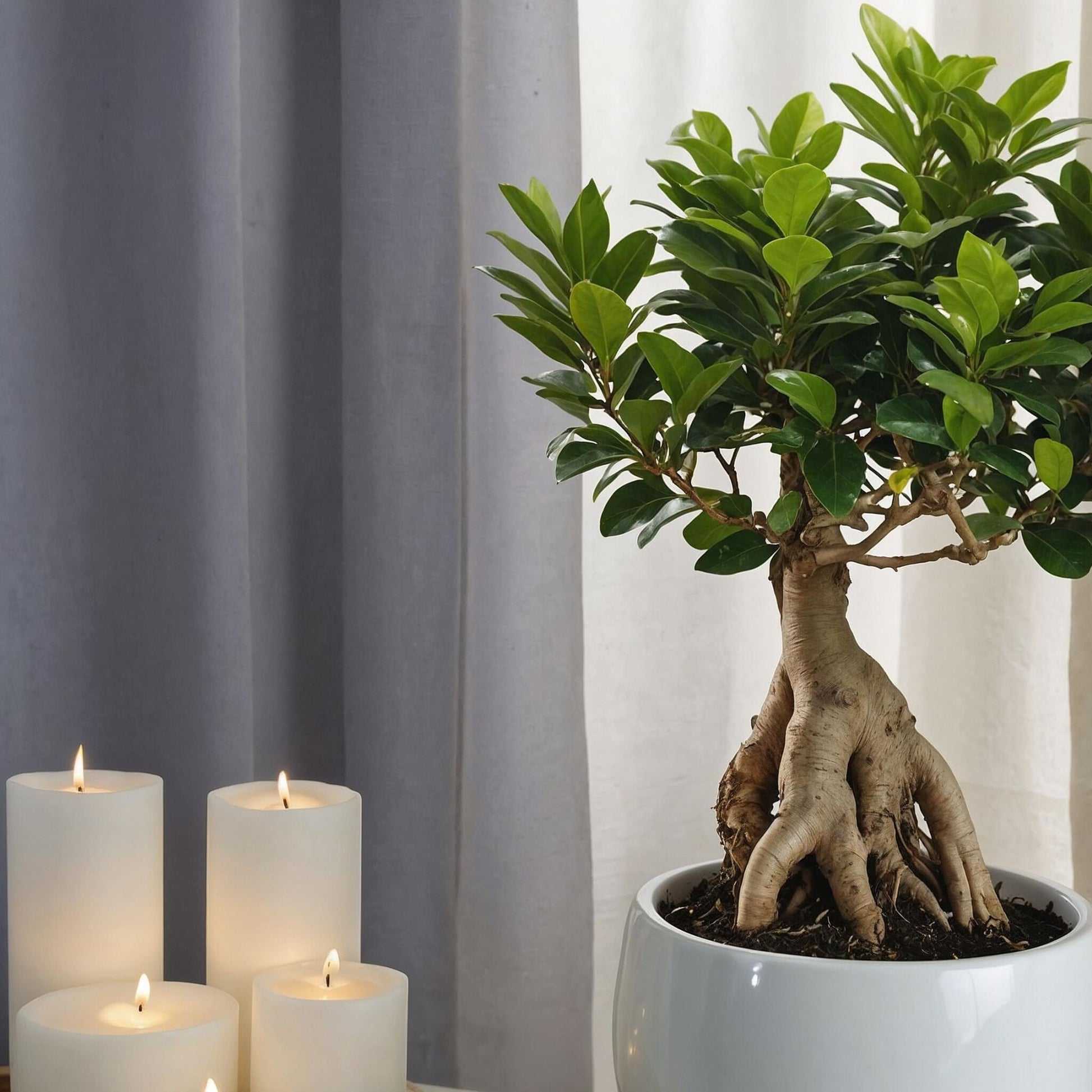Laurel De Indias - 4 Pzs - Ficus Microcarpa - Altura 35-40cm - ⌀15cm_1