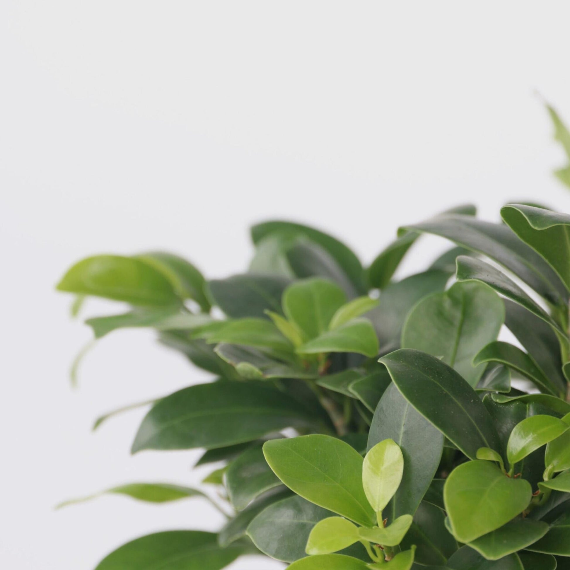 Laurel De Indias - 4 Pzs - Ficus Microcarpa - Altura 35-40cm - ⌀15cm_3