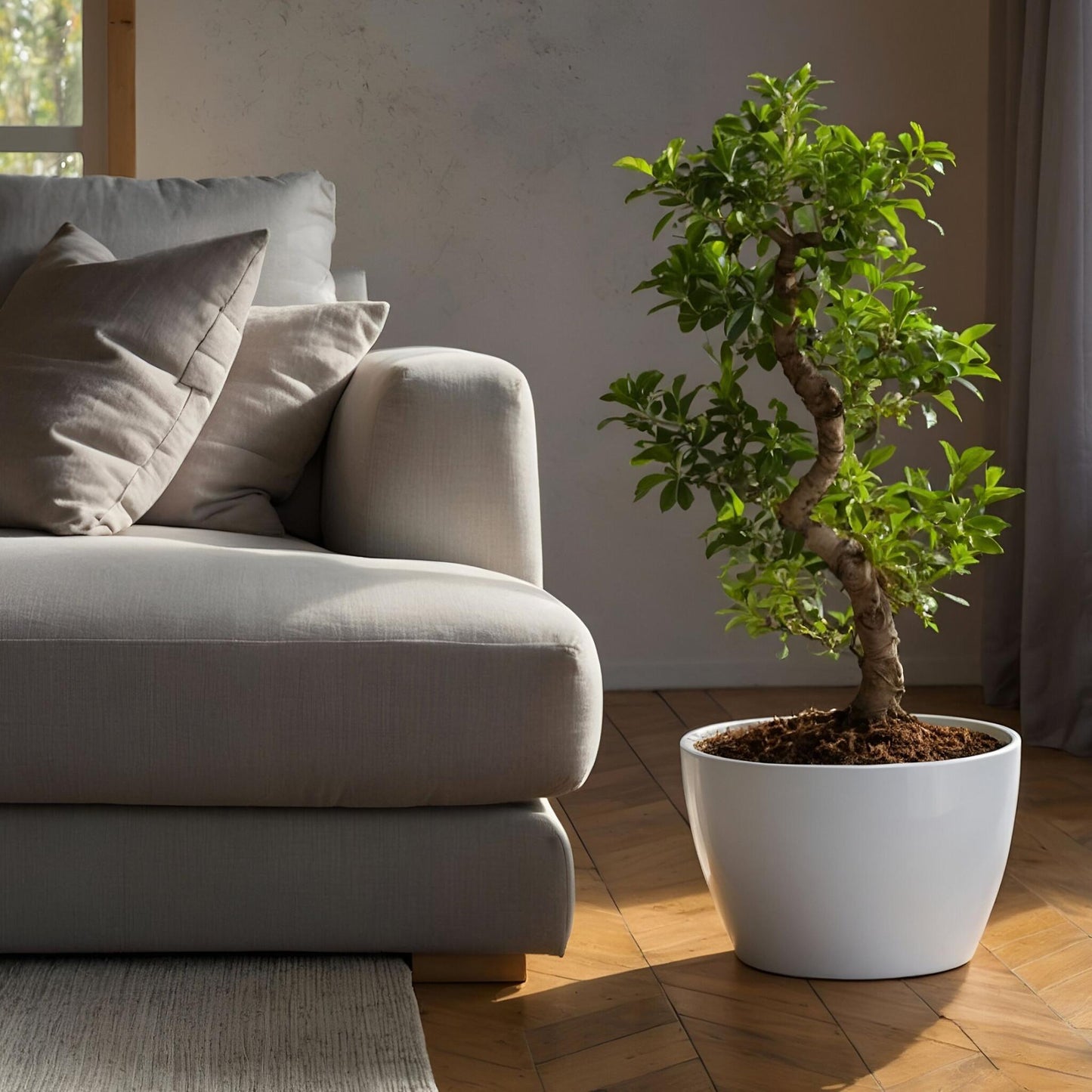 Laurel De Indias - Ficus Microcarpa 'ginseng' - Altura 55-65cm - ⌀20cm_1