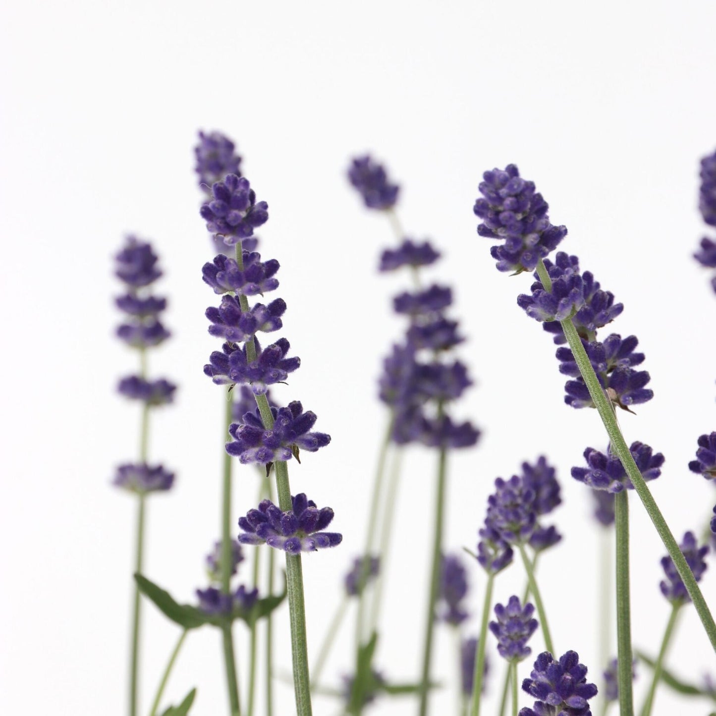 Lavanda - 12 Pzs - Lavandula Angustifolia - Altura 10-15cm - ⌀105cm_3