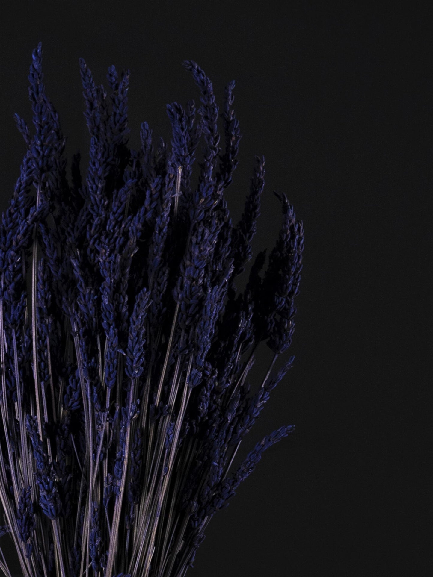 Lavanda Seca_1