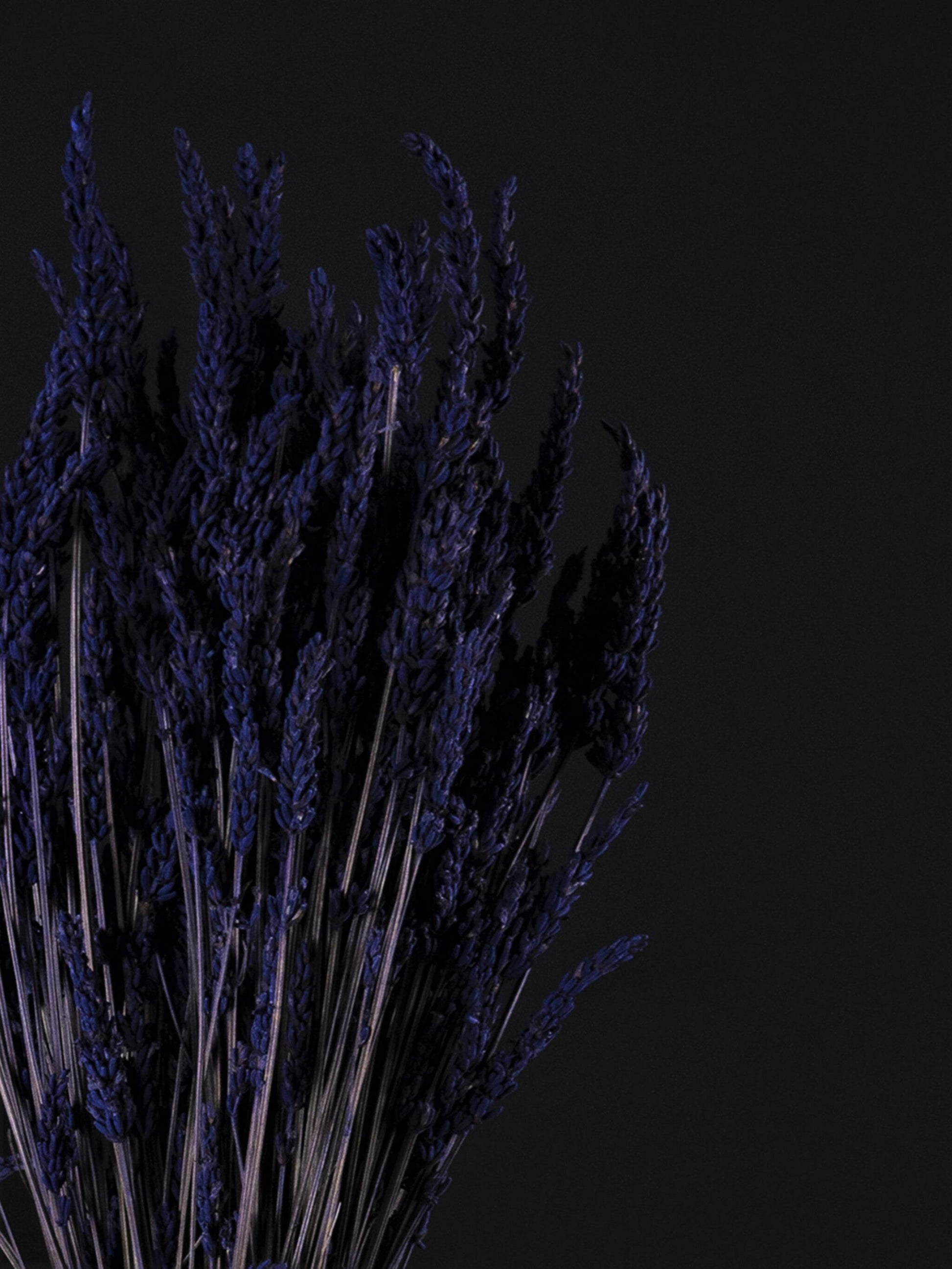 Lavanda Seca_1