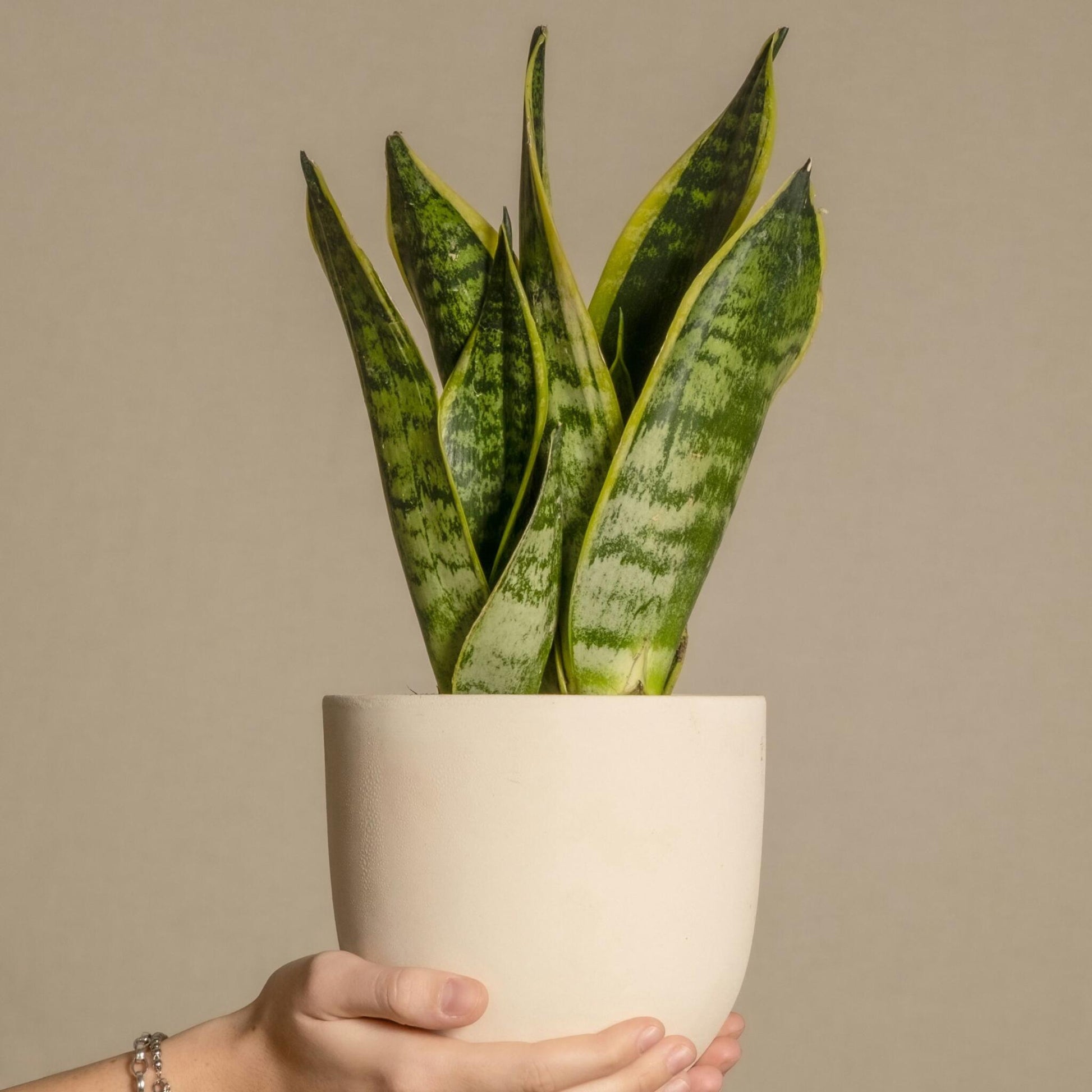 Lengua De Suegra - 2 Pzs - Sansevieria 'futura' - Altura 35-40cm - ⌀12cm_1