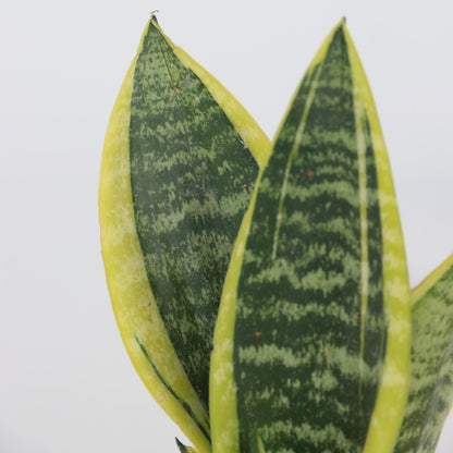 Lengua De Suegra - 2 Pzs - Sansevieria 'futura' - Altura 35-40cm - ⌀12cm_3