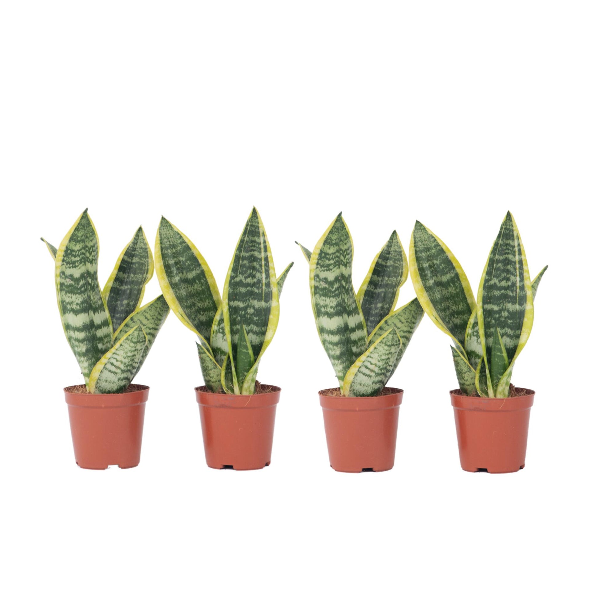 Lengua De Suegra - 4 Pzs - Sansevieria 'futura' - Altura 35-40cm - ⌀12cm_0
