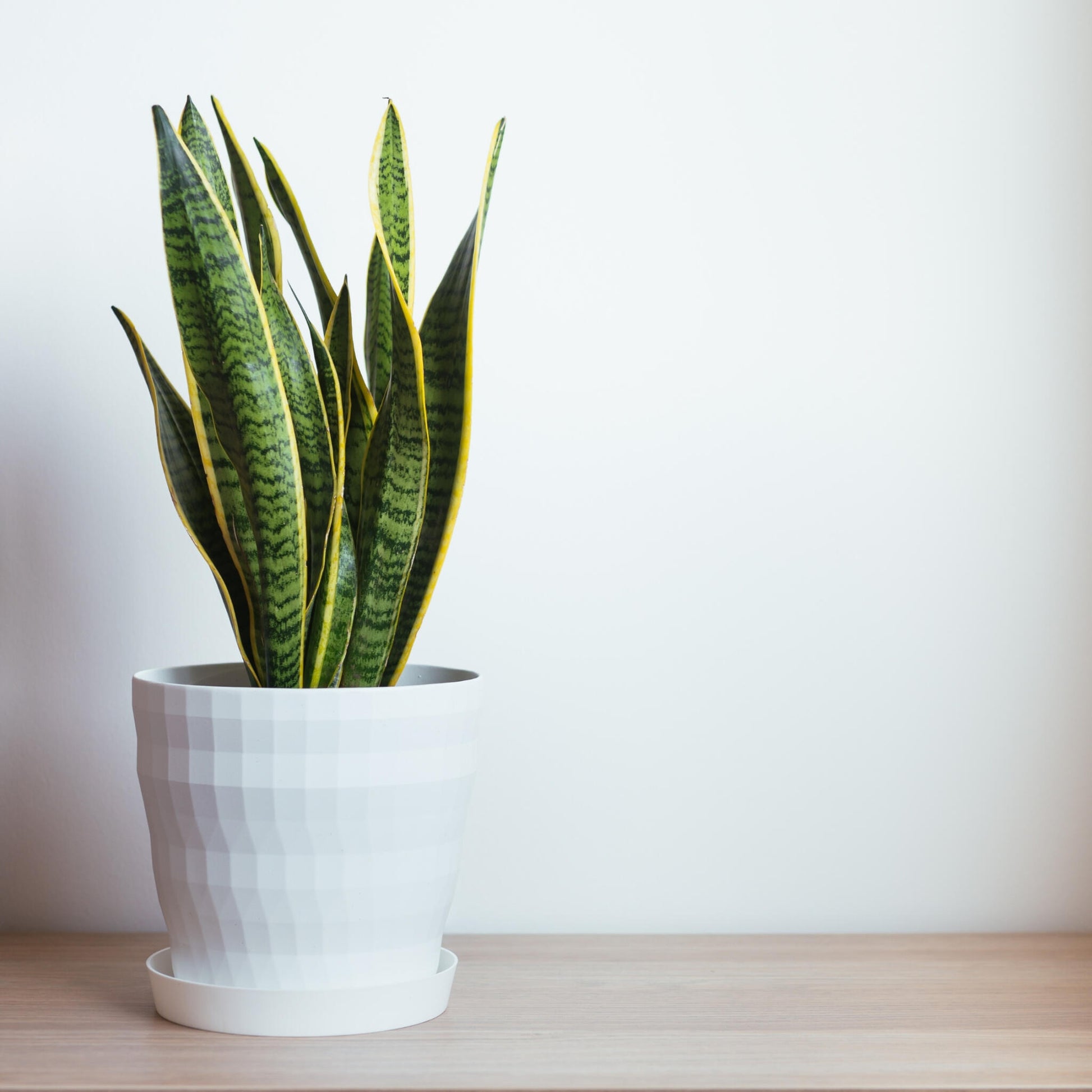 Lengua De Suegra - Sansevieria Trifasciata Laurentii - Altura 40-50cm - ⌀14cm_1