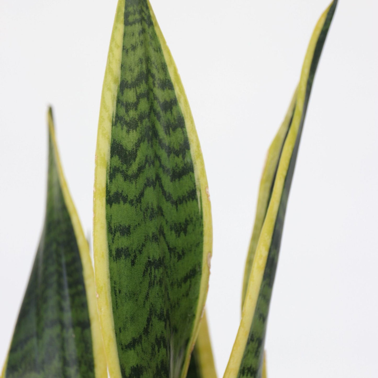 Lengua De Suegra - Sansevieria Trifasciata Laurentii - Altura 40-50cm - ⌀14cm_3