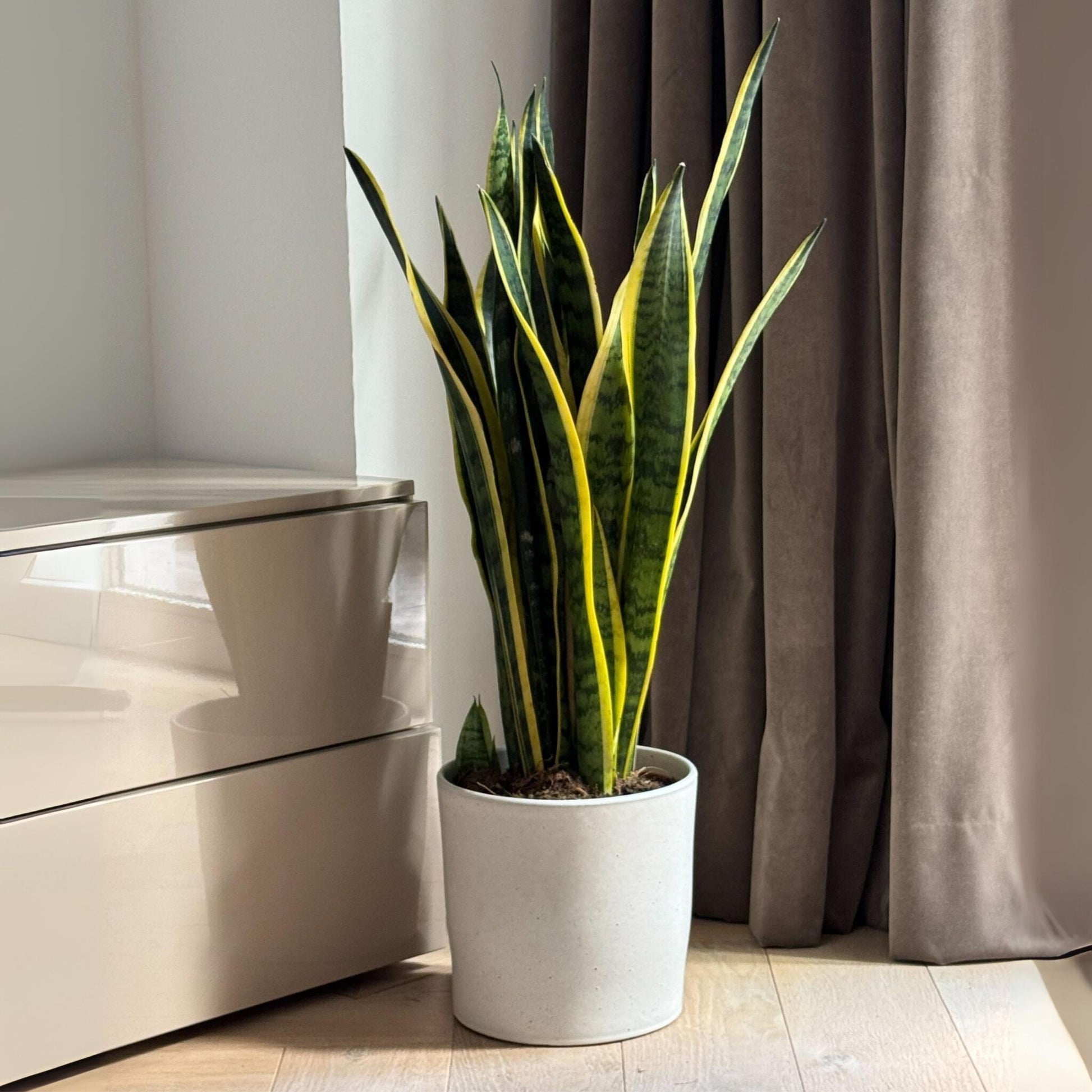 Lengua De Suegra - Sansevieria Trifasciata Laurentii - Altura 65-75cm - ⌀21cm_1