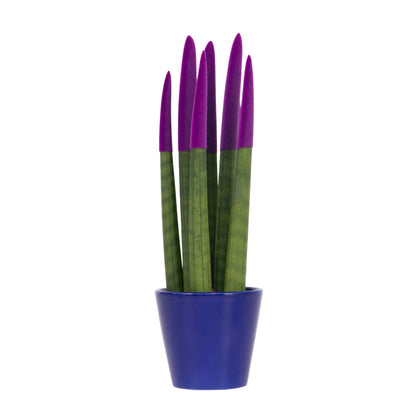 Lengua De Suegra Cilíndrica - Sansevieria Cylindrica - Altura 20-40cm - ⌀9cm_0