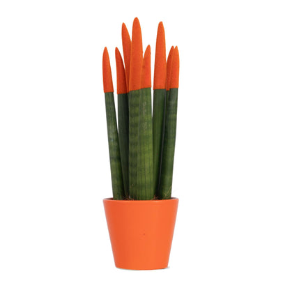 Lengua De Suegra Cilíndrica - Sansevieria Cylindrica - Altura 20-40cm - ⌀9cm_0