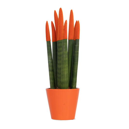 Lengua De Suegra Cilíndrica - Sansevieria Cylindrica - Altura 20-40cm - ⌀9cm_0