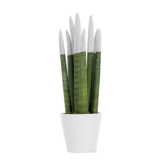 Lengua De Suegra Cilíndrica - Sansevieria Cylindrica - Altura 20-40cm - ⌀9cm_0
