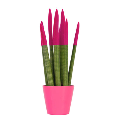 Lengua De Suegra Cilíndrica - Sansevieria Cylindrica - Altura 20-40cm - ⌀9cm_0