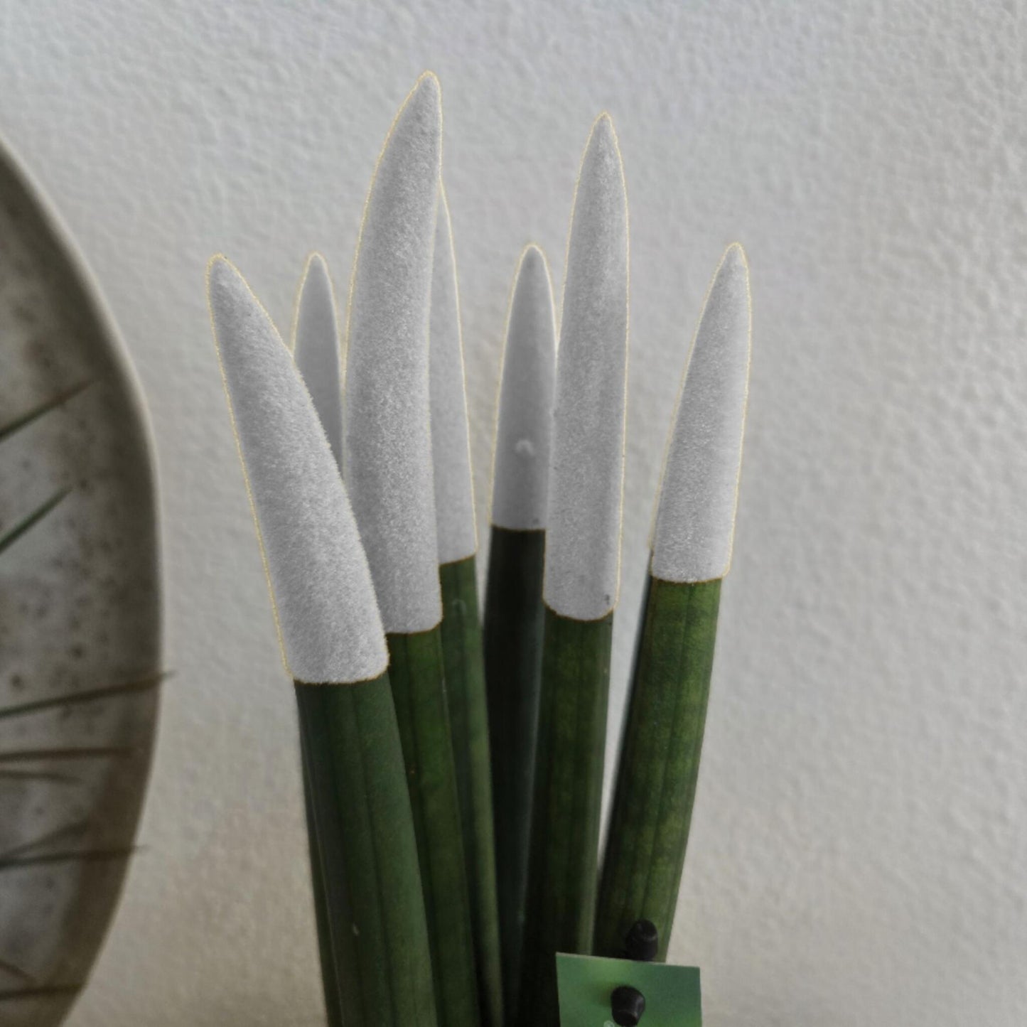 Lengua De Suegra Cilíndrica - Sansevieria Cylindrica - Altura 20-40cm - ⌀9cm_3
