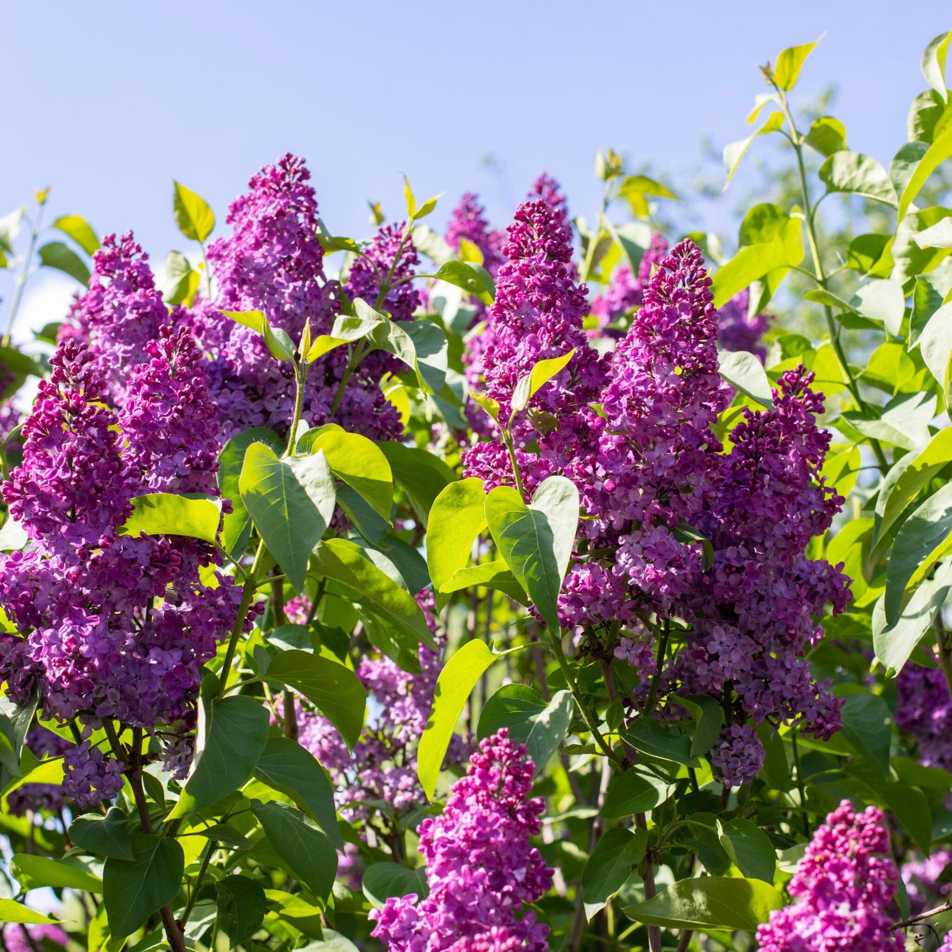 Lila - 2 Pzs - Syringa Vulgaris 'ludwig Spath' - Altura 25-40cm - ⌀17cm_3