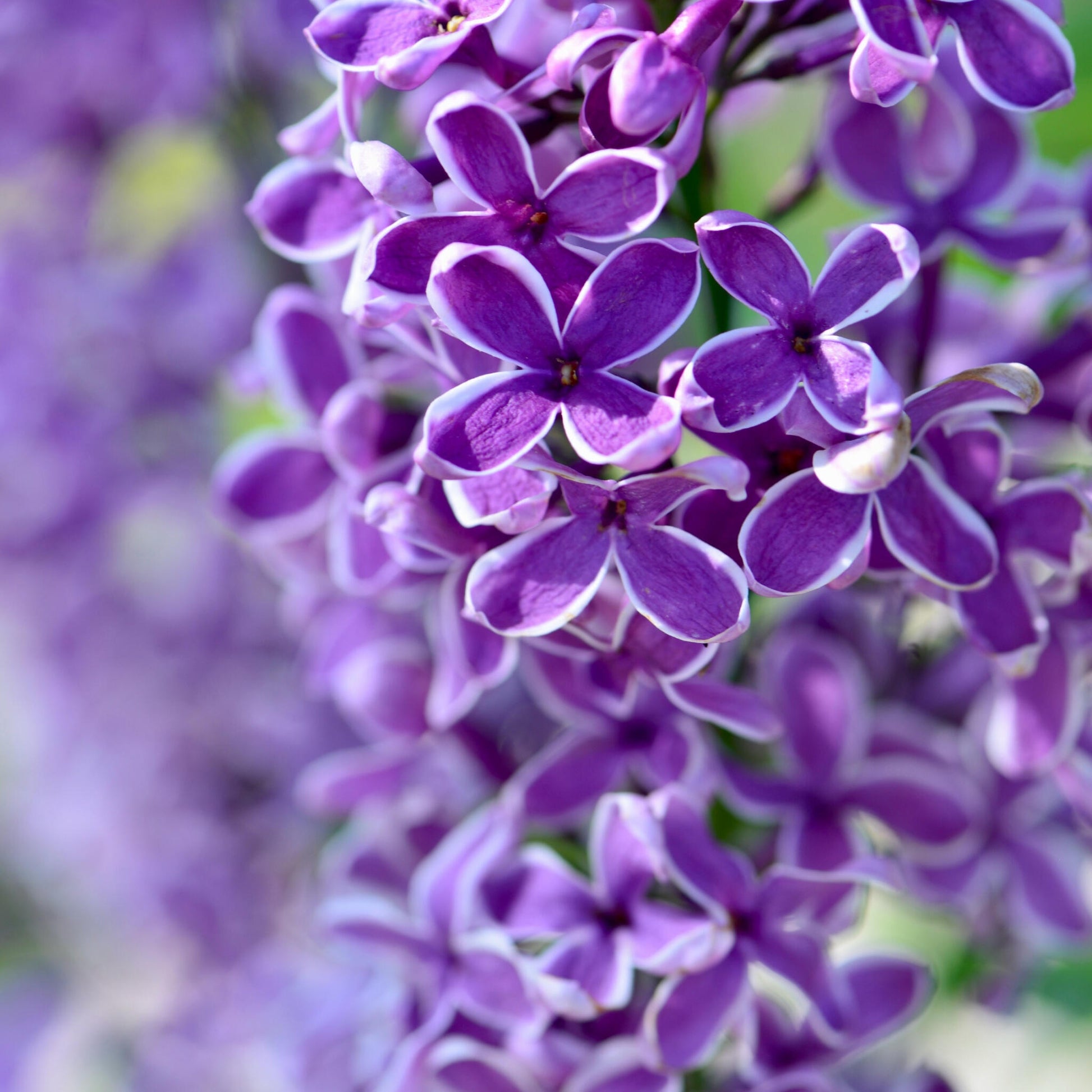 Lila - 2 Pzs - Syringa 'bloomerang' - Altura 55-65cm - ⌀19cm_1