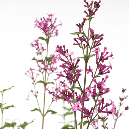 Lila - 2 Pzs - Syringa 'bloomerang' - Altura 55-65cm - ⌀19cm_3