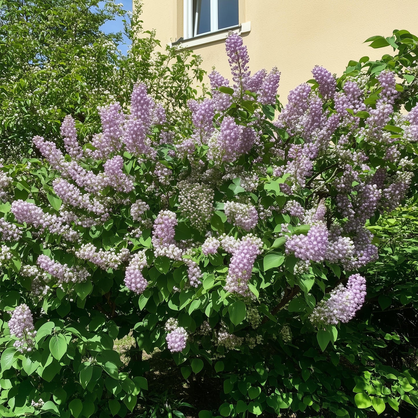 Lila - 3 Pzs - Syringa Vulgaris - Altura 25-40cm - ⌀17cm_1