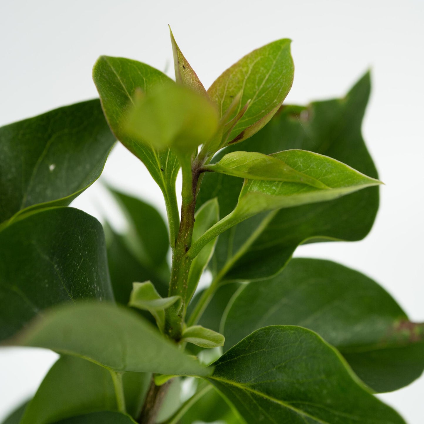 Lila - 3 Pzs - Syringa Vulgaris - Altura 25-40cm - ⌀17cm_3