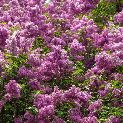 Lila - 4 Pzs - Syringa Vulgaris 'ludwig Spath' - Altura 25-40cm - ⌀17cm_1