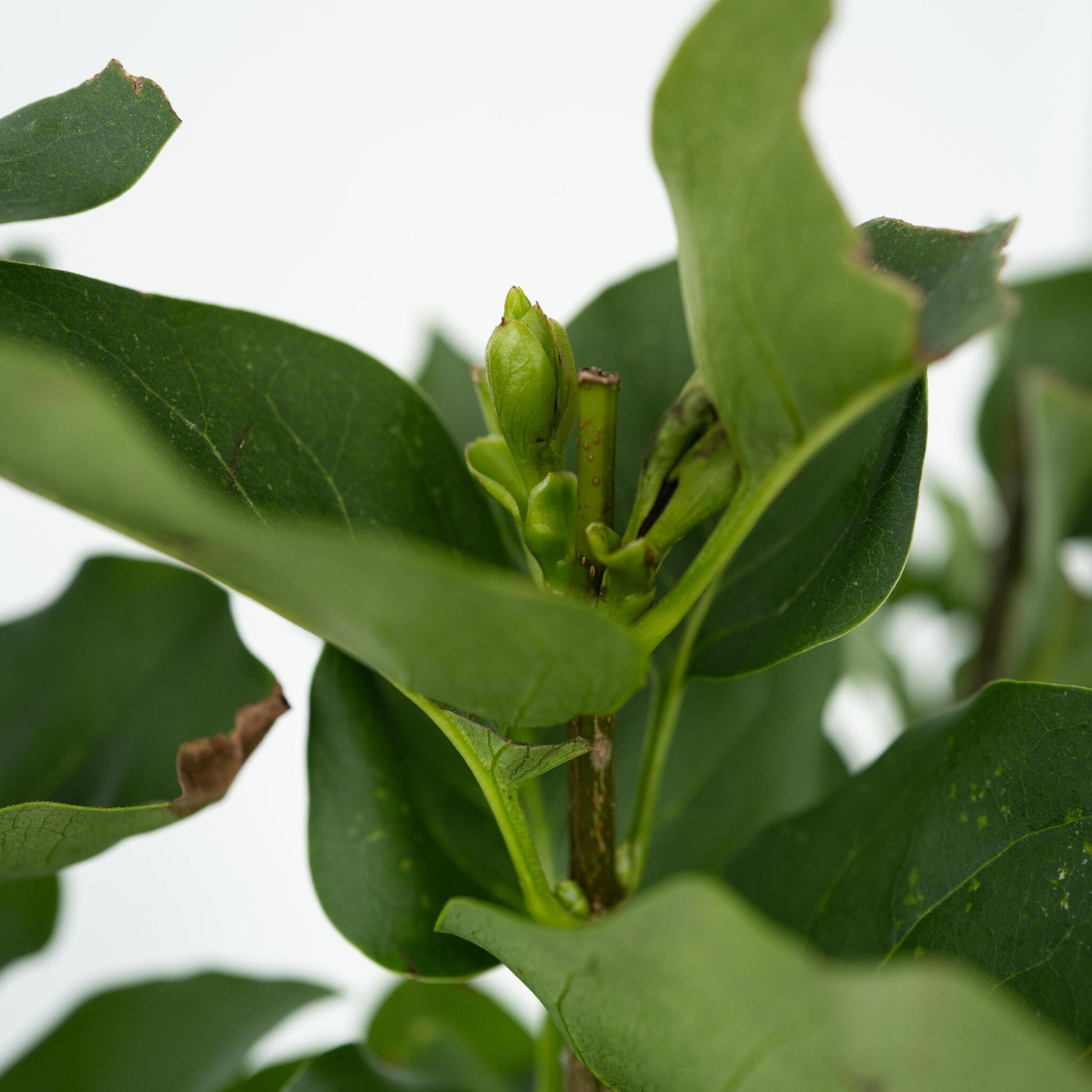 Lila - 4 Pzs - Syringa Vulgaris 'michel Buchner' - Altura 25-40cm - ⌀17cm_3