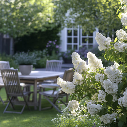 Lila - 4 Pzs - Syringa Vulgaris 'mme Lemoine' - Altura 25-40cm - ⌀17cm_4