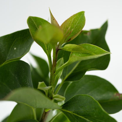 Lila - 6 Pzs - Syringa Vulgaris - Altura 25-40cm - ⌀17cm_3